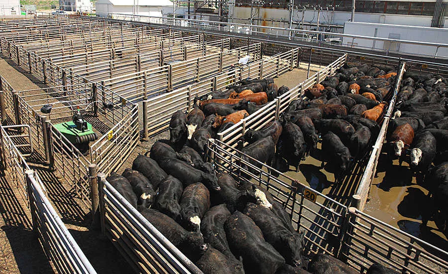 Robotic Cattle Driver