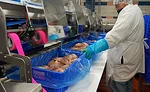 Bell & Evans Inspection, Weighing and Batching Operations