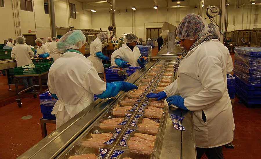 Bell & Evans Chicken Processing Line