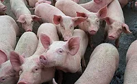 Litter of Pigs