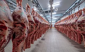 Fresh-cut Carcasses in Meat Plant
