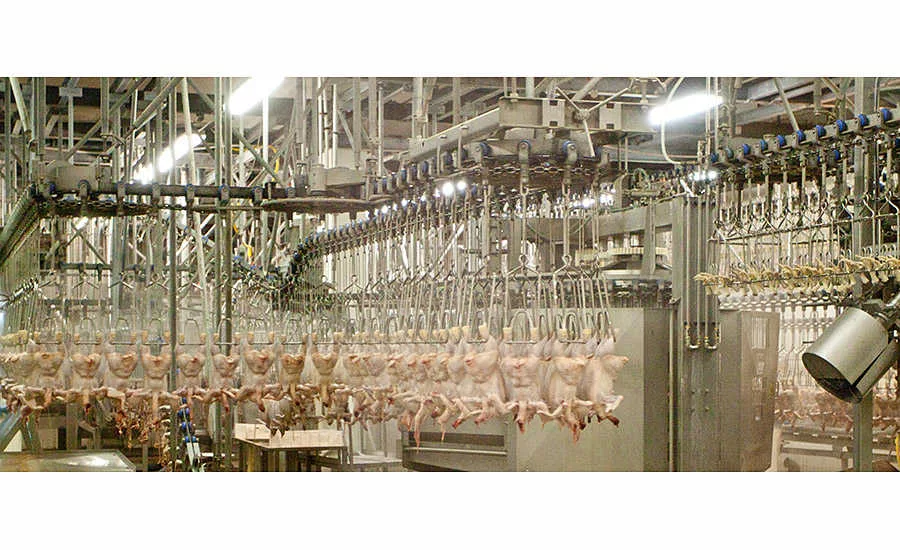 Hanging Poultry Carcasses