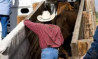 Rancher Loading Cattle Rancher Loading Cattle
