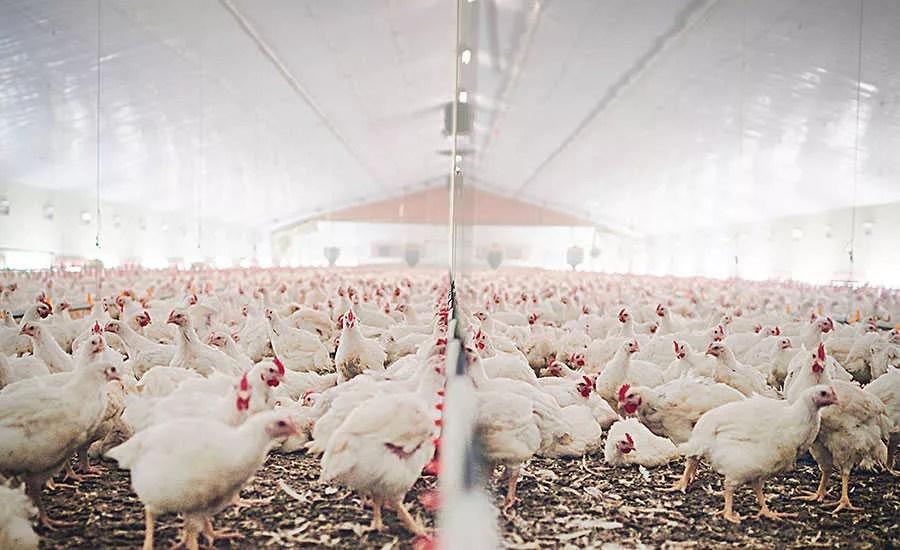 Poultry Barn