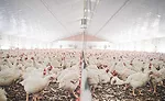 Poultry Barn