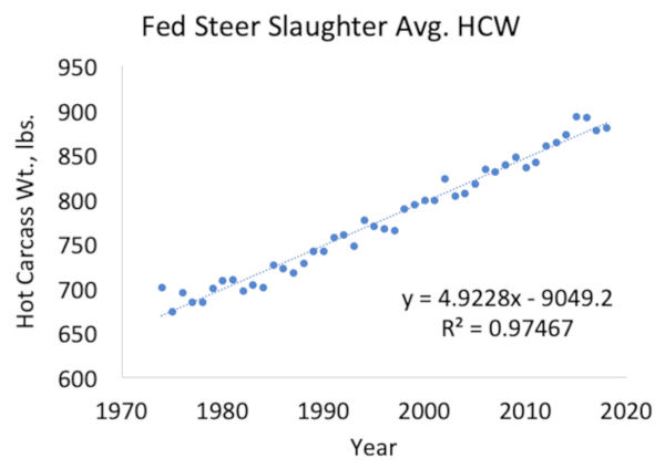 Hot Carcass Weight and Fed Steer Slaughter Average