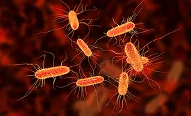 Bacteria