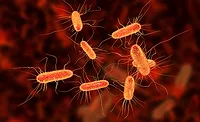 Bacteria Bacteria