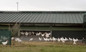Free Range Poultry