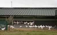 Free Range Poultry Free Range Poultry