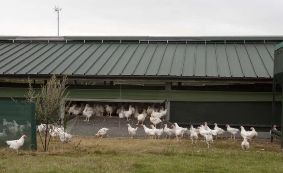 Free Range Poultry