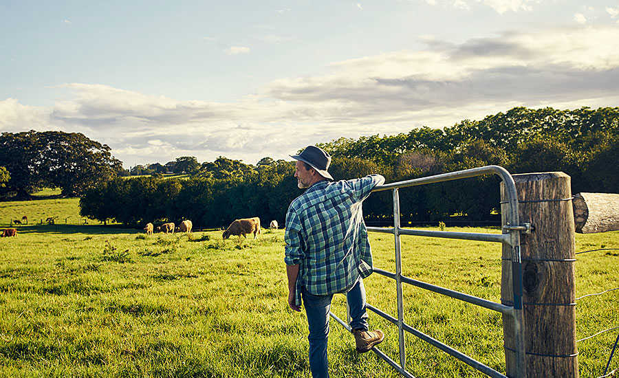 Farmer Overlooking Cattle Field