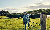 Farmer Overlooking Cattle Field Farmer Overlooking Cattle Field