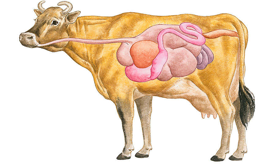 Drawing of Cow's Stomach