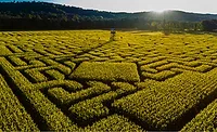 Cornfield Maze