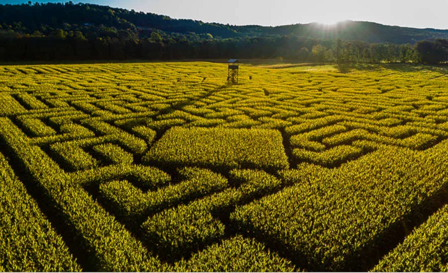 Cornfield Maze