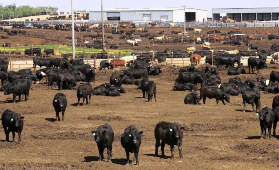 Herd of Cattle