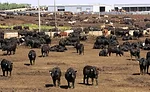 Herd of Cattle