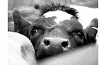 Face of Calf