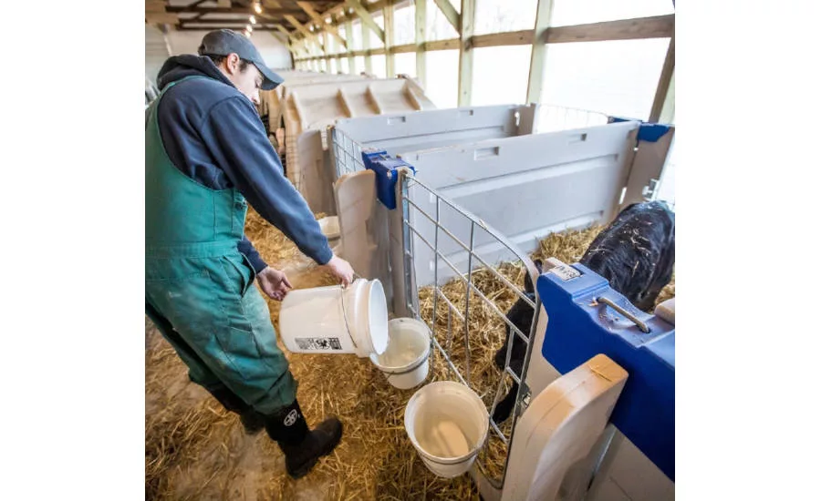 Dairy Farmer Feeds Calf in Individual Pen