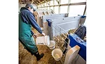 Dairy Farmer Feeds Calf in Individual Pen