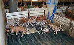 Reckamp Farms Hogs