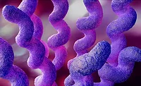 Campylobacter Campylobacter