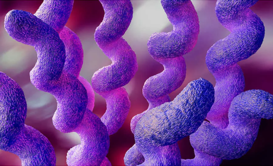 Campylobacter