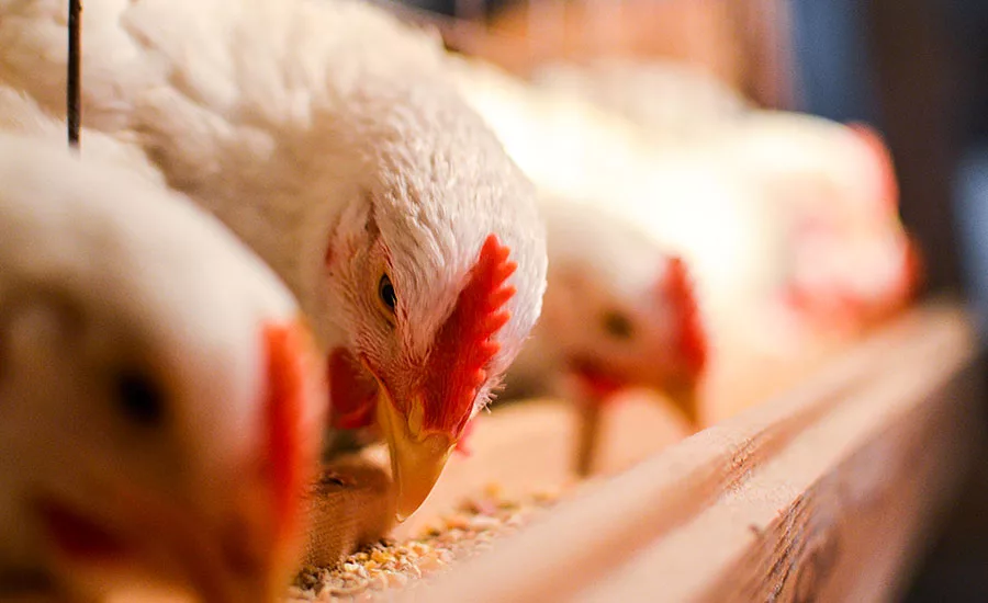 Chickens Eating at Feeding Area