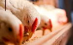 Chickens Eating at Feeding Area