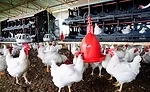 Chickens Walking Around Feeders and Waterers