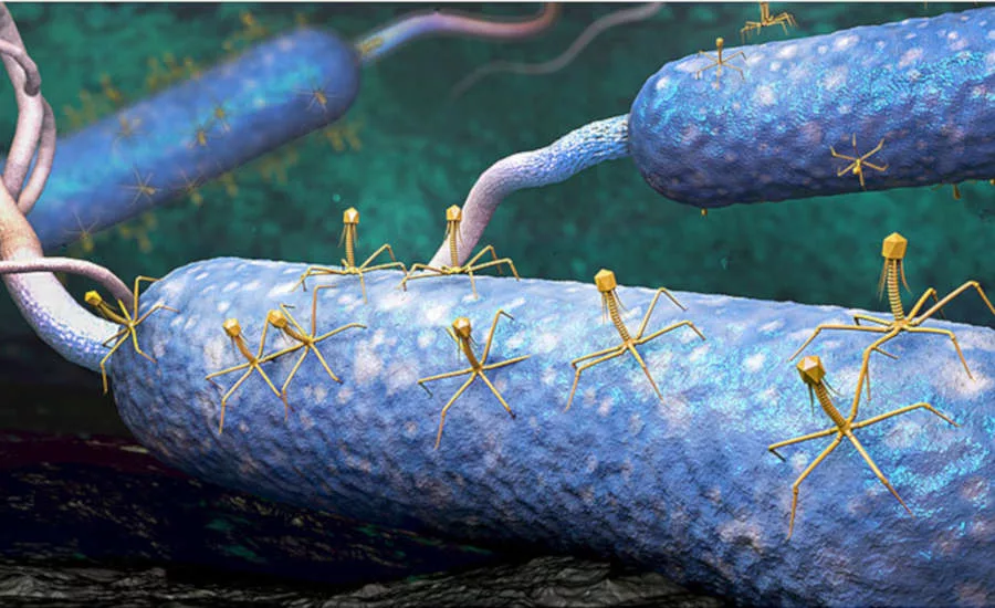 Bacteriophages
