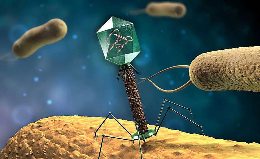 Phage Targeting a Pathogen