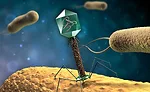 Phage Targeting a Pathogen