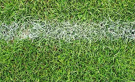 grass