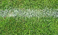 grass grass