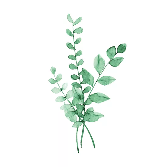 plant-based antioxidants