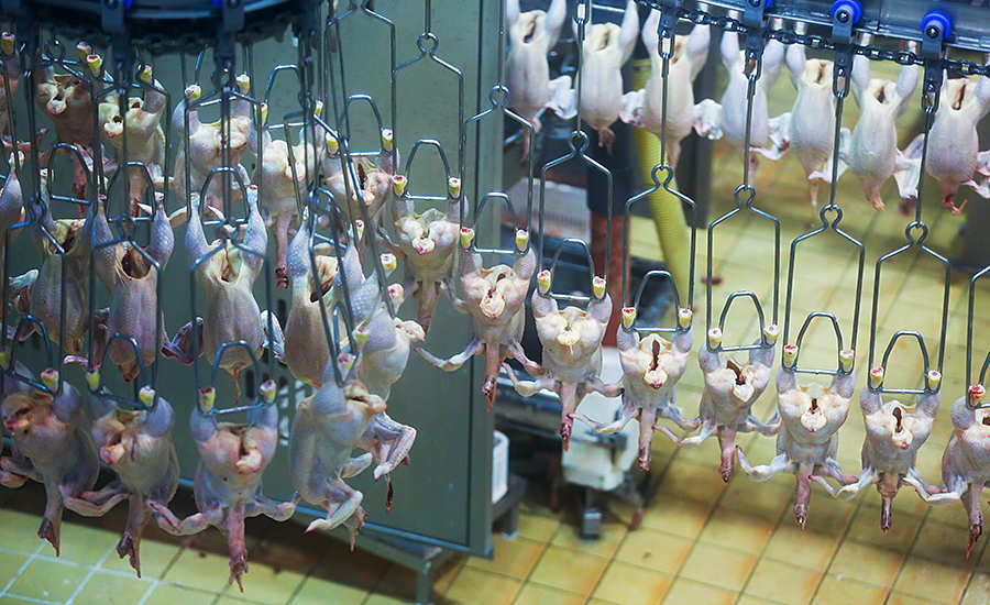 automated chicken processing