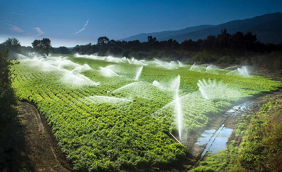 sprinklers and green foliage