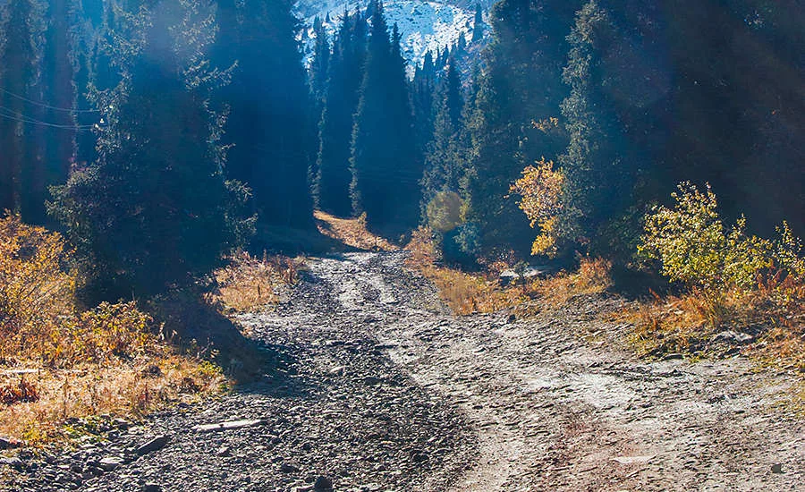 beautiful wooded road