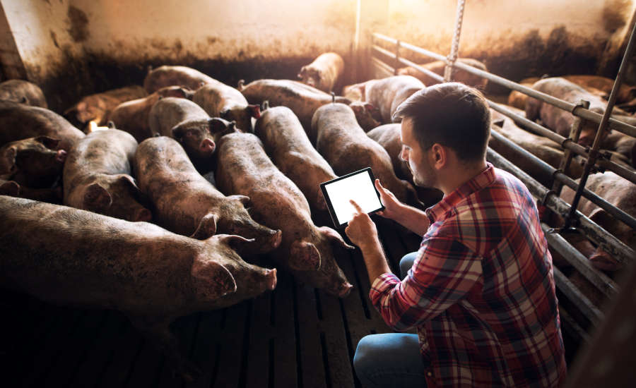 pig farmer with a tablet