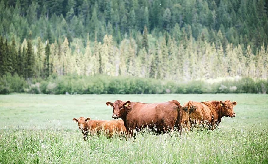 Three Brown Cows in Field