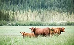 Three Brown Cows in Field