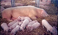 Sow and Piglets