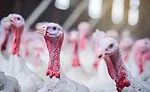Flock of Turkeys