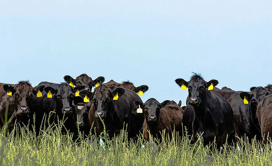 Herd of Cows