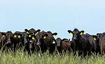 Herd of Cows