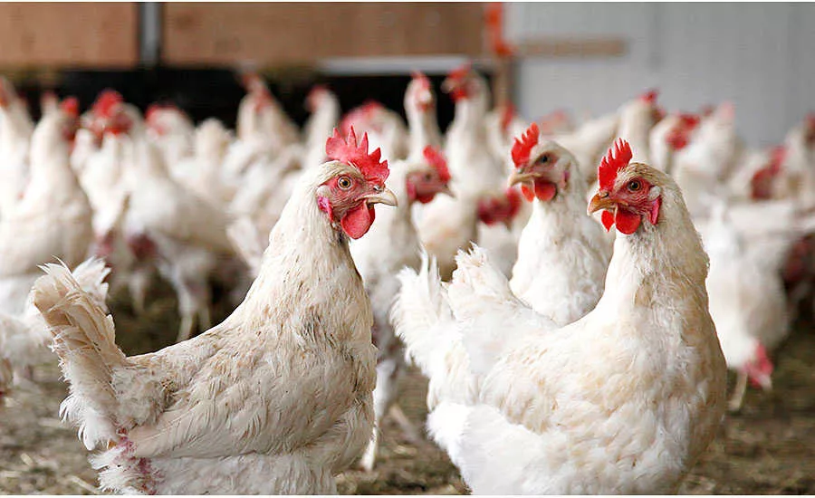Chickens