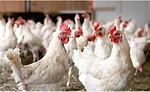 Chickens