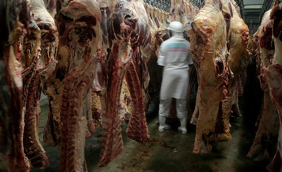 Beef Carcass Inspection